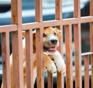 Descubra os principais motivos dos latidos de cachorro para porta ou janela da casa