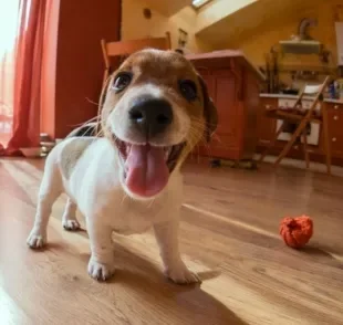 Evite passear com cachorro na quarentena e saiba como gastar energia do cãozinho em casa