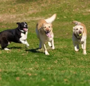 Parque para cachorros: um lugar onde seu amigo pode brincar, socializar e gastar energia
