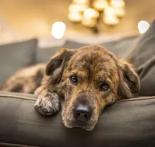 Prolapso retal em cães: saiba como identificar o problema e o que fazer para prevenir