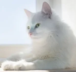 Saiba como usar o protetor solar para gatos para evitar doenças de pele no seu bichano