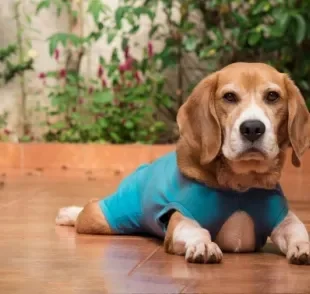 Roupa cirúrgica para cachorro é uma boa opção se seu amigo de quatro patas não se incomoda com vestimentas