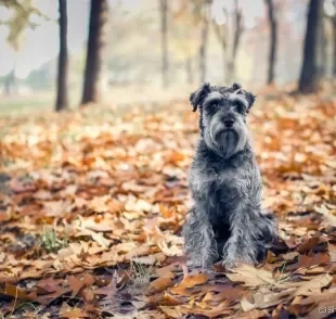 Schnauzer: conheça todas as características desse adorável cãozinho