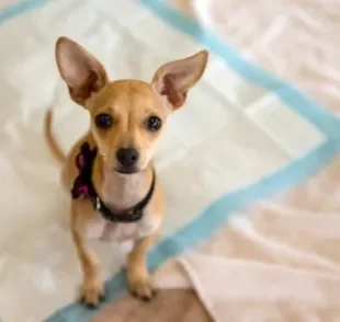 Não sabe como acostumar seu cachorro a fazer as necessidades em casa durante a quarentena? Veja algumas dicas!