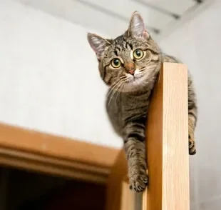 Gato horizontal x gato vertical: saiba como definir as preferências do animal e facilite a gatificação da sua casa 