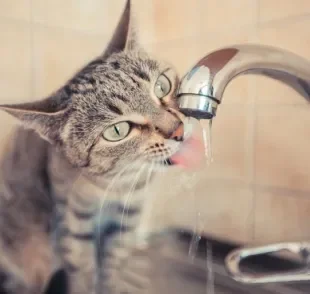 Como estimular seu gato a beber mais água? Existem diversas formas de fazer isso!