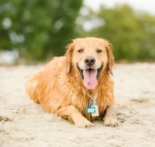 A giárdia em cães pode ser prevenida com práticas simples. Veja algumas dicas!