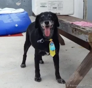 Adotar cachorro idoso é proporcionar a ele uma velhice mais digna e feliz. Esse da foto é o Bidu, adotado com cerca de 11 anos de idade