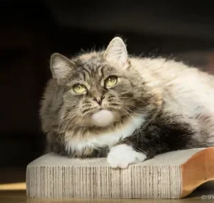 Arranhador de papelão para gatos: sustentável, barato e fácil de fazer
