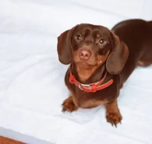 Banheiro de cachorro: veja algumas dicas para tornar o ambiente mais confortável para o seu amigo