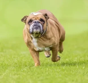 Cachorro obeso pode desencadear vários problemas de saúde! Veja como ajudar o seu amigo a perder peso.