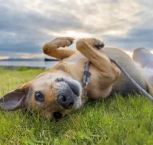 Vira-lata: descubra o que é mito e o que é verdade sobre a saúde desses cachorros