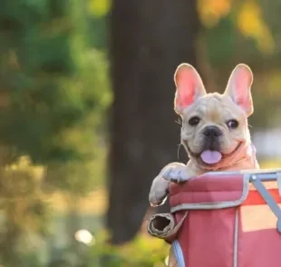 O carrinho para cachorro pode ser útil em diferentes ocasiões. Saiba quando e como usá-lo