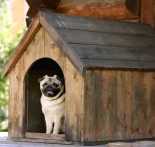 A casinha de cachorro de madeira é resistente e pode durar muitos anos se receber os cuidados adequados