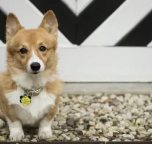 A coleira com identificação é um acessório super importante para a segurança do seu cachorro