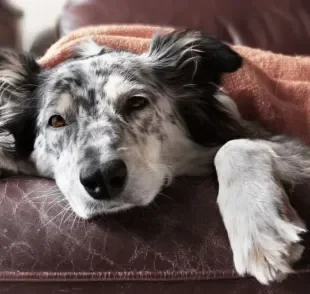 Algumas medidas são fundamentais para evitar que seu cãozinho fique doente!