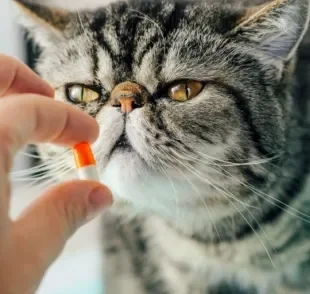 Dar remédio para gato é sempre uma tarefa complicada. Para te ajudar, listamos 5 dicas infalíveis!
