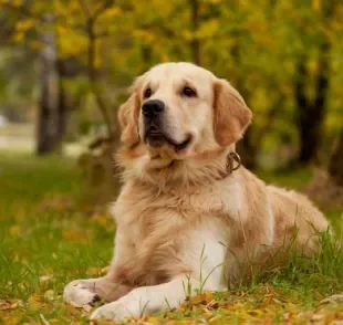  Golden Retriever: saiba mais sobre a personalidade dessa raça tão querida entre os brasileiros 