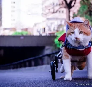 Gato amputado: saiba que cuidados são necessários para cuidar de um bichinho deficiente