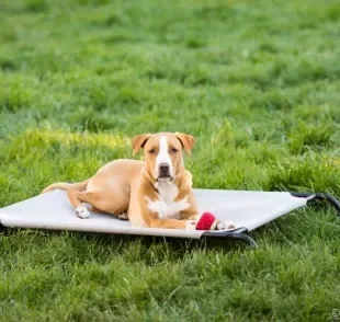 Aprenda a fazer uma cama suspensa para cachorro usando materiais baratos e acessíveis!