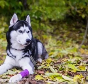 O cuidado com os ossos do cachorro deve começar quando ele ainda é filhote