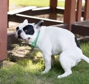 Cachorro fazendo cocô: já parou para se perguntar por que eles dão tantas voltas antes de "iniciar os trabalhos"?