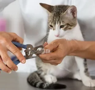 Cortar as unhas não precisa ser um momento estressante para o seu gato
