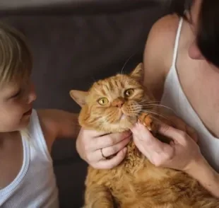 Para cuidar de gato, é importante saber que alguns custos são necessários para manter a qualidade de vida do animal