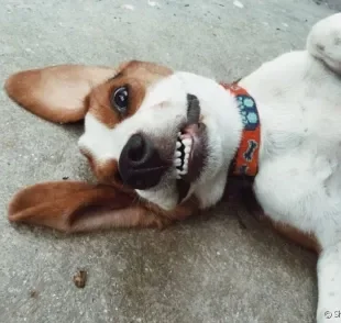 O cachorro sorrindo é a cena mais fofa do mundo