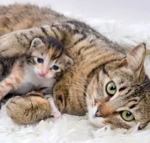 Gestação de gato: separamos algumas dicas de cuidados para te ajudar a lidar com esse período!