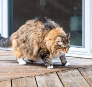 O gato com dor na coluna manifesta várias alterações no comportamento. Saiba como identificar o problema!