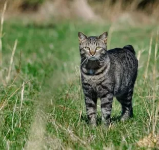 Gato manês ou manx: você já ouviu falar nessa raça de gato? Saiba tudo sobre ela!