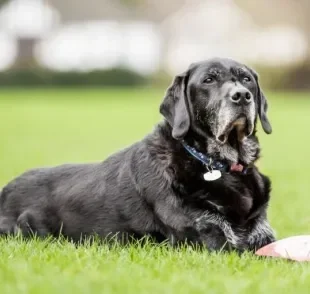  Hiperadrenocorticismo em cães: saiba mais sobre essa doença que costuma atingir cachorros idosos 