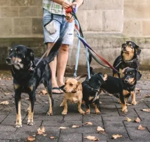 Passeador de cães: quais cuidados você precisa tomar antes de contratar esse profissional?