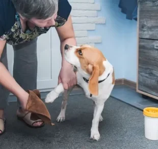 Como limpar a pata de cachorro depois do passeio? Nós tiramos todas as dúvidas com um especialista!