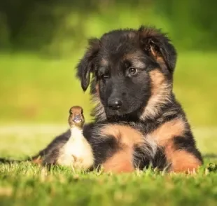  Conheça as raças de cachorro que são perfeitas para quem mora em chácaras, sítios e fazendas 