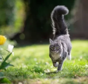 O rabo de gato é uma estrutura fundamental para auxiliar no equilíbrio dos felinos. Saiba mais!