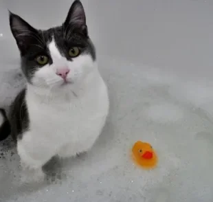 Shampoo para gatos: você sabe qual o melhor para usar caso o seu bichano precise de um banho?