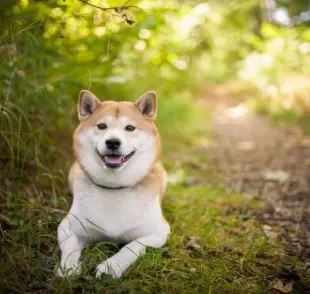 O Shiba Inu é um cachorro apaixonante. Conheça todas as características da raça!