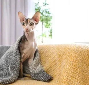 Gato Sphynx: um bichano amável, brincalhão e companheiro. Conheça a personalidade desse felino!