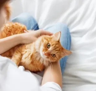 O vermífugo para gatos faz parte dos cuidados que você deve ter com o animal