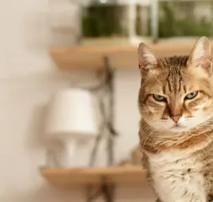 Gato estressado: saiba quais situações do cotidiano podem irritar o seu amigo
