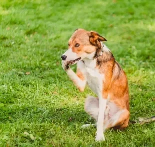 Cachorro mordendo a pata: saiba o que pode estar causando esse comportamento no seu amigo