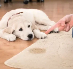 O cachorro fazendo xixi fora do lugar pode acontecer por diferentes motivos. Saiba mais!