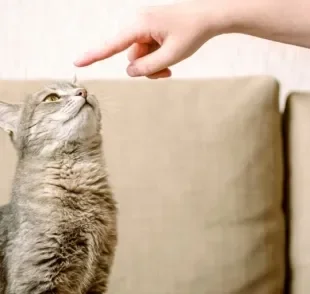 Adestrar gatos requer paciência e respeito aos limites do bichano!