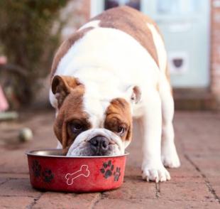 A alergia alimentar em cães é um problema comum e que pode ter causas variadas
