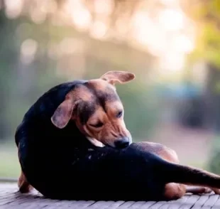 Queda de pelo em cachorro: descubra as causas mais comuns para o problema