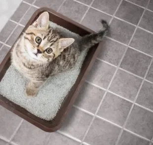  Caixa de areia para gatos: veja algumas dicas para garantir que o acessório fique no melhor lugar da casa 