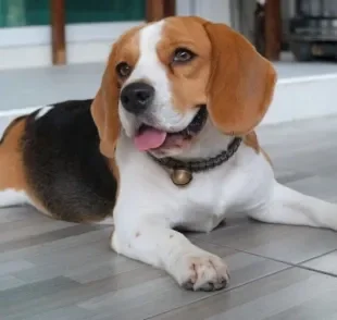  Cachorro Beagle: a raça pode apresentar alguns problemas de saúde ao longo da vida 