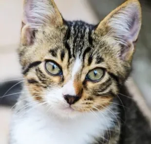 O gato tossindo é um dos principais sintomas da bronquite felina